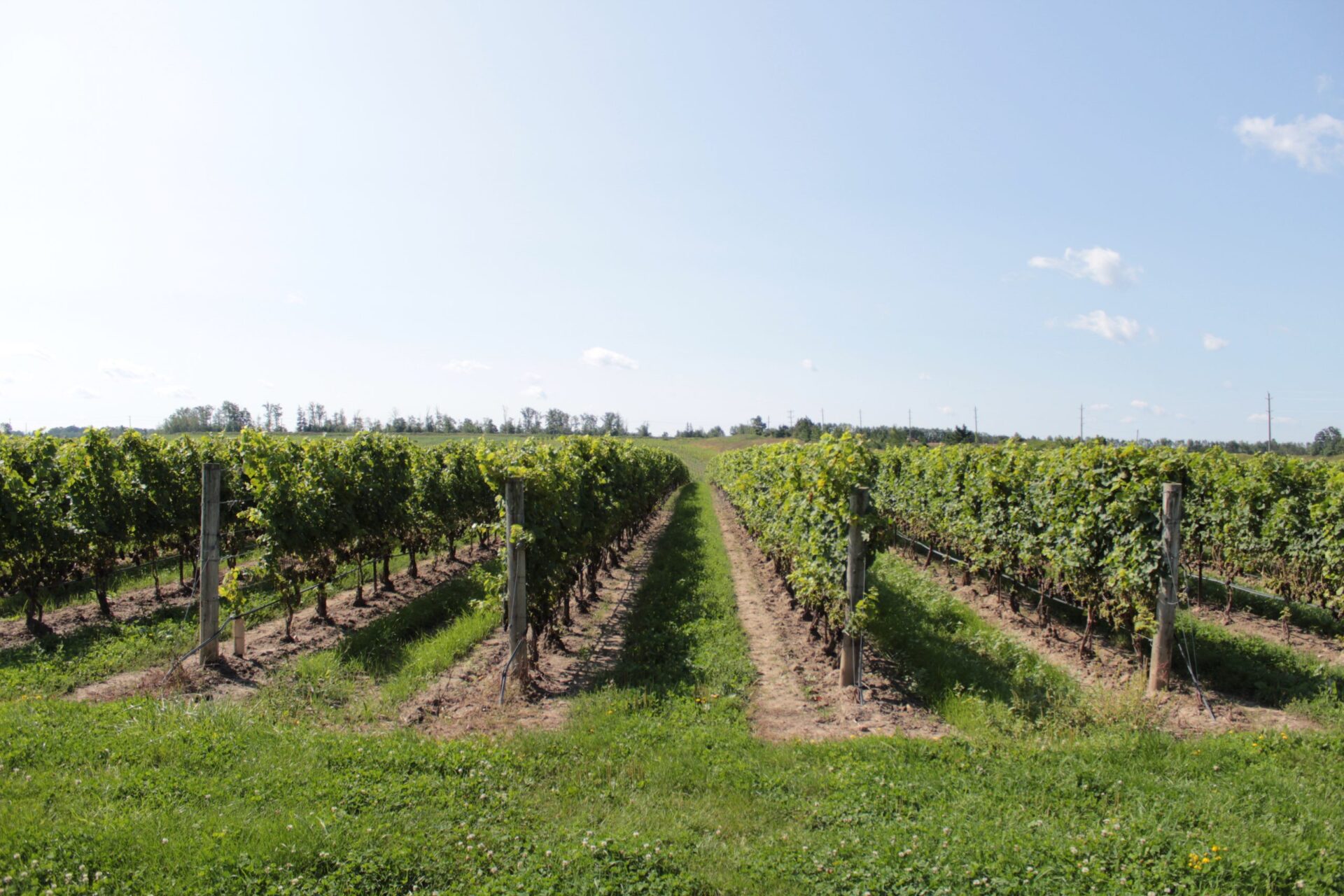 Vineyard in Vineland Quarry, Lincoln, Ontario image