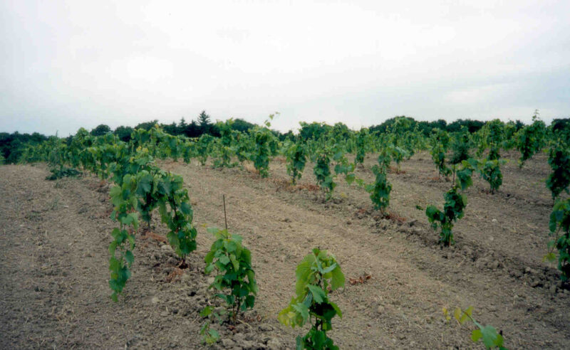 New plantings in vineyard in Vineland Quarry, Lincoln, Ontario