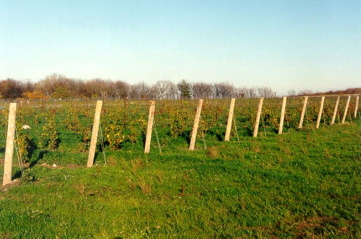 Trellis system installed in vineyard in Vineland Quarry, Lincoln, Ontario