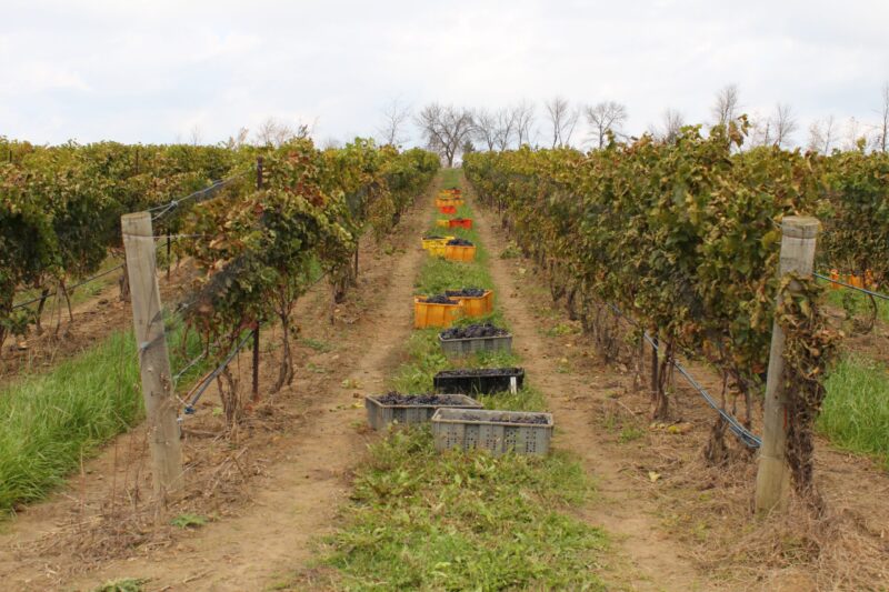 Harvest of Vineyard in Vineland Quarry, Lincoln, Ontario