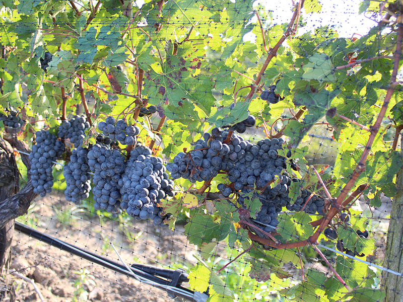 Grapes in vineyard in Vineland Quarry, Lincoln, Ontario