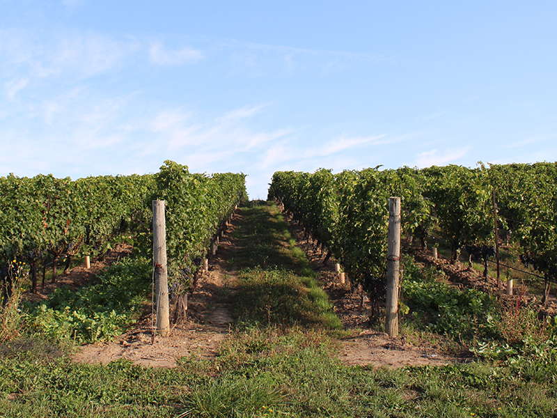 Vineyard in Vineland Quarry, Lincoln, Ontario